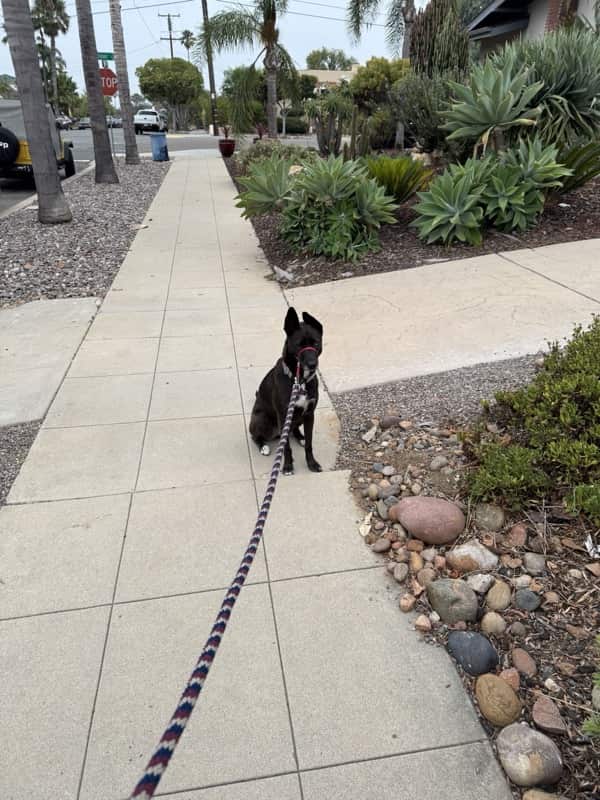 A picture of a black dog named Bowie sitting, taken on August 26 2025 at 6:38 am